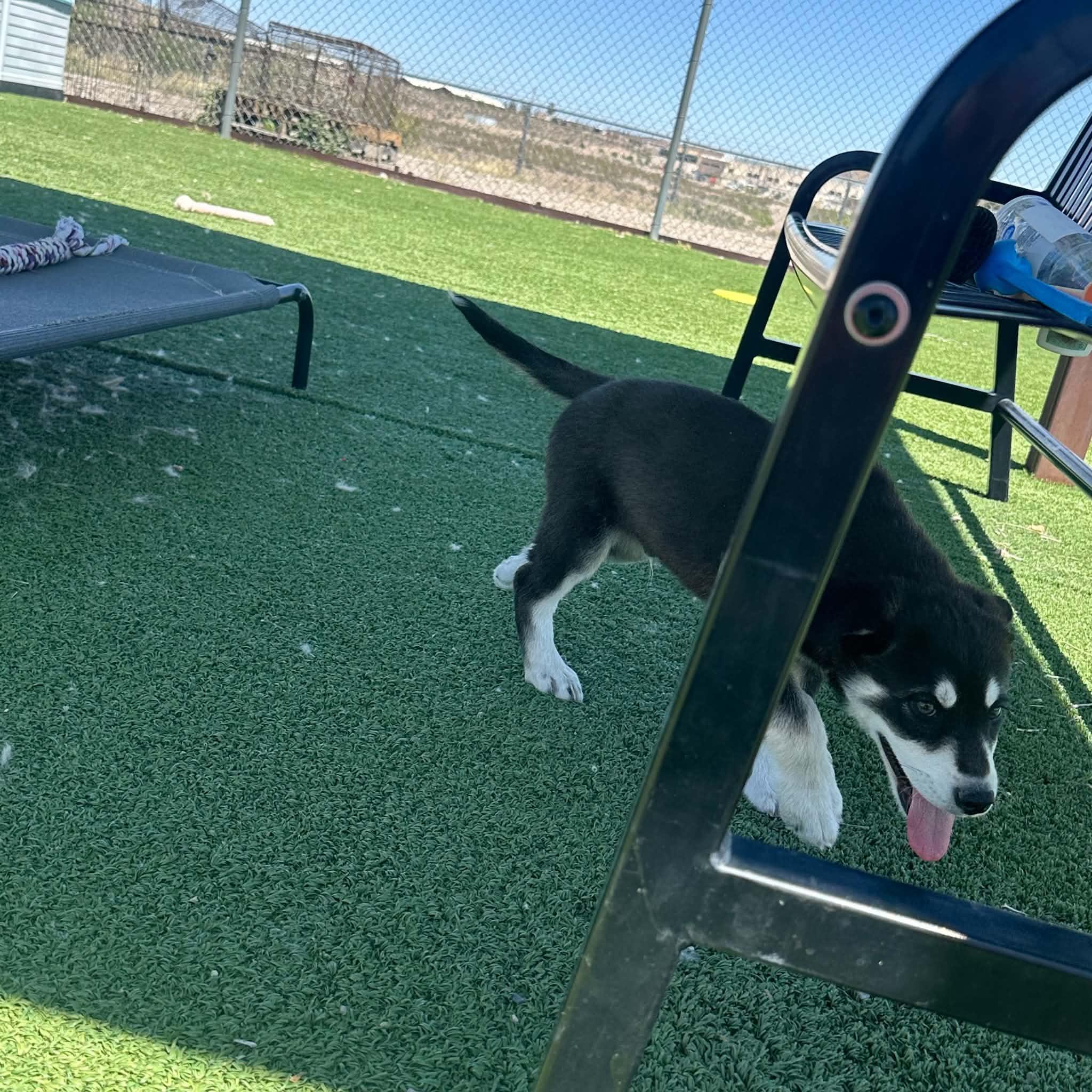 Albus, a ADOPTABLE mixed breed in Truth or Consequences , NM image 1/6