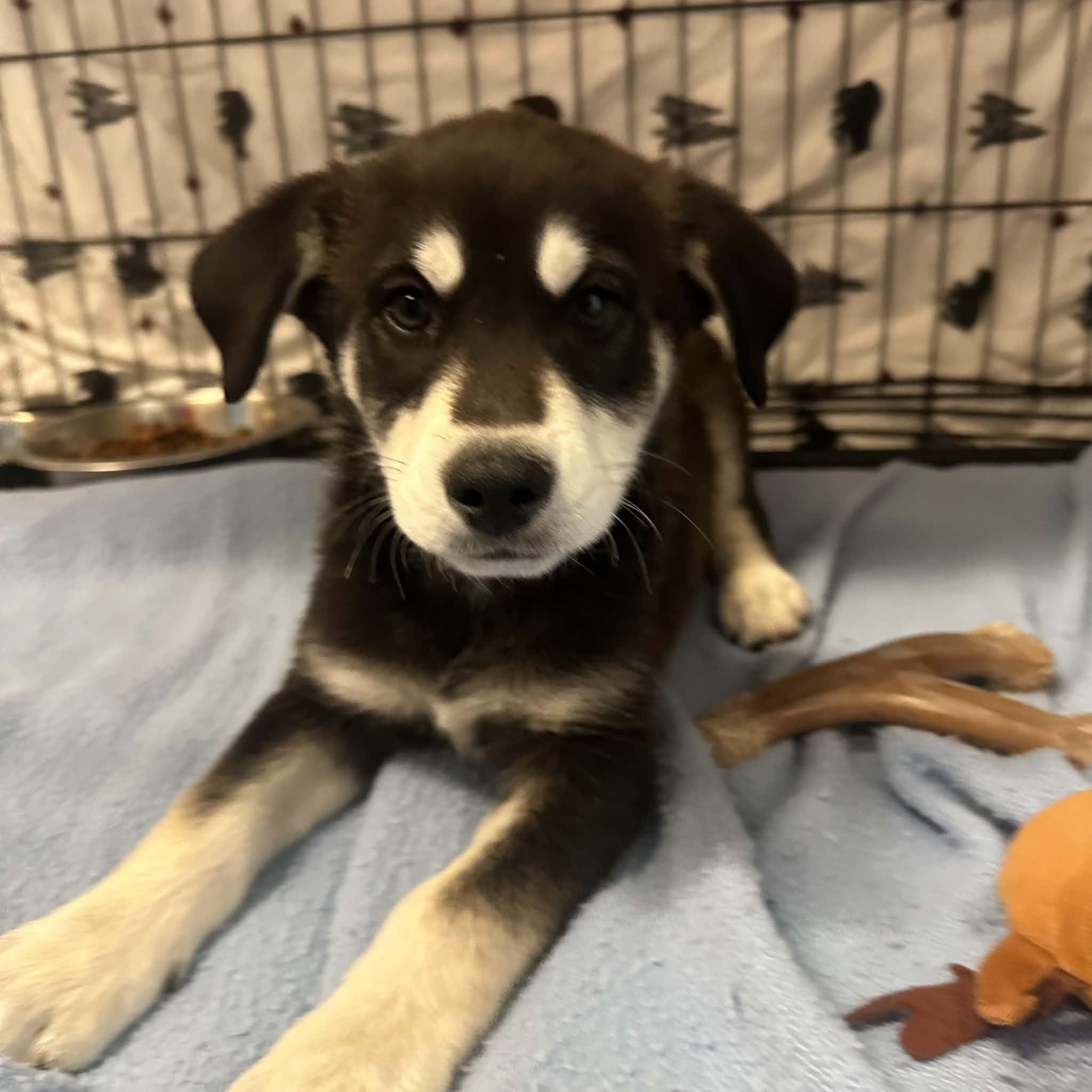 Albus, a ADOPTABLE mixed breed in Truth or Consequences , NM image 5/6