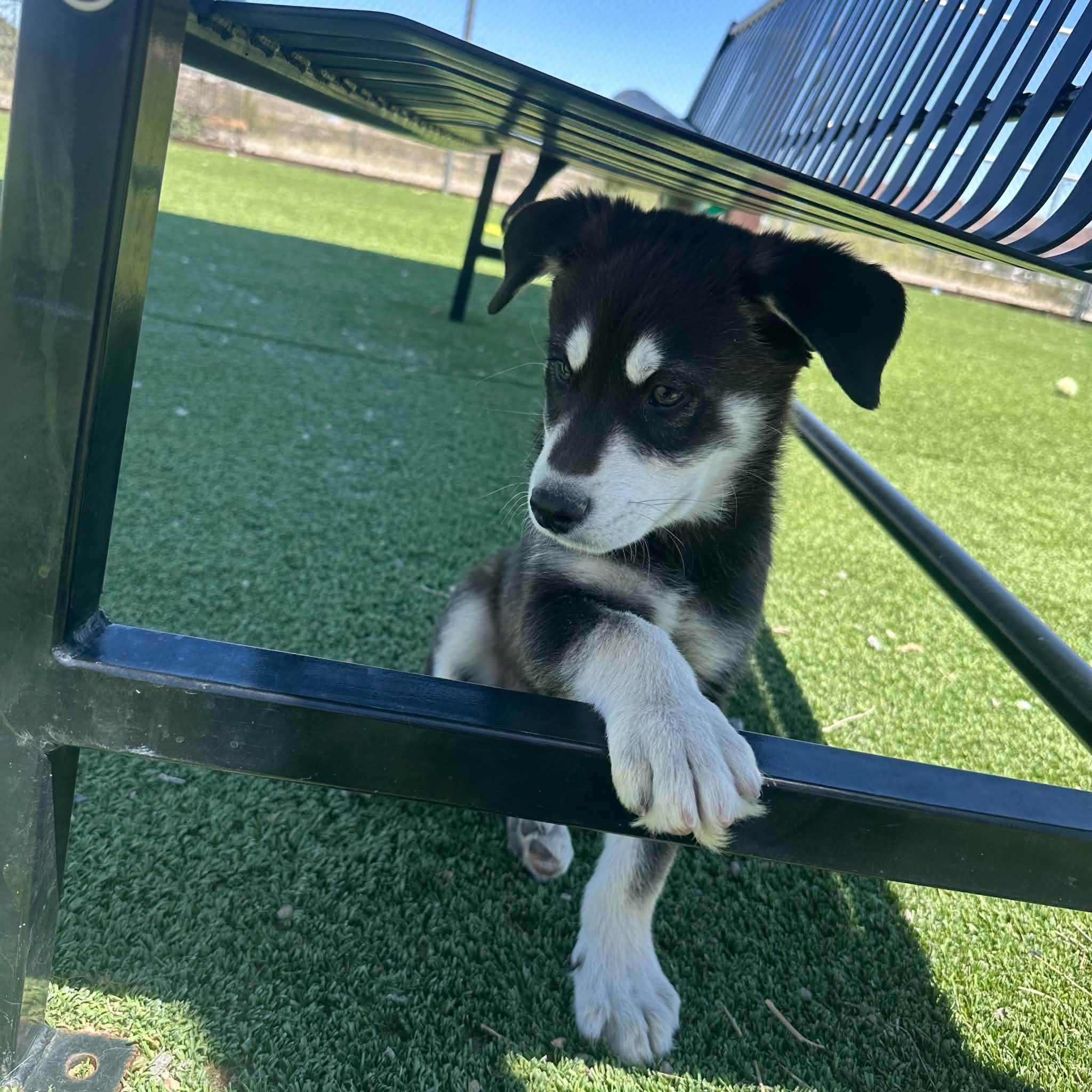 Albus, a ADOPTABLE mixed breed in Truth or Consequences , NM image 3/6