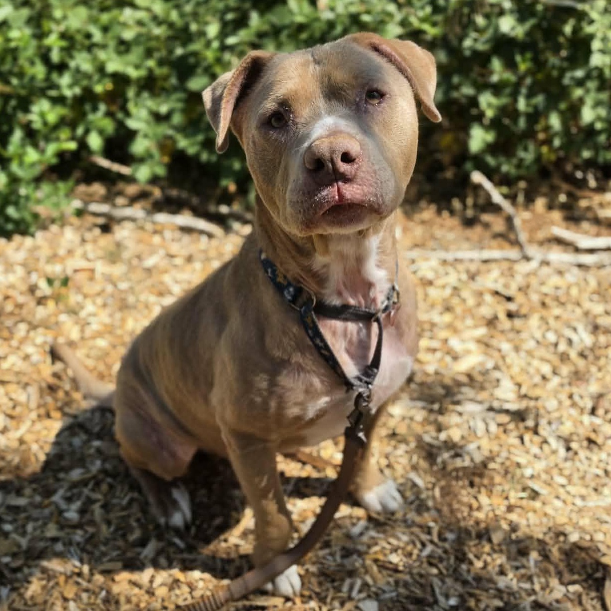 Norman, a ADOPTABLE Pit Bull Terrier in Grants Pass, OR image 3/5