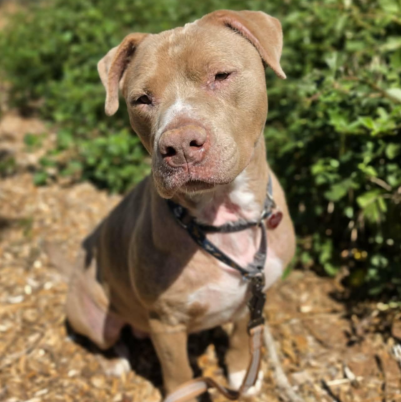 Norman, a ADOPTABLE Pit Bull Terrier in Grants Pass, OR image 4/5