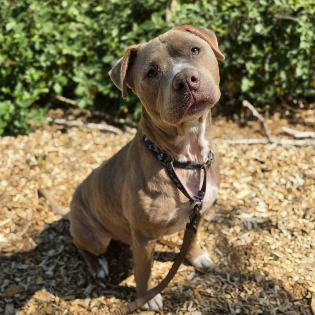 Norman, ADOPTABLE, Adult Male Pit Bull Terrier.