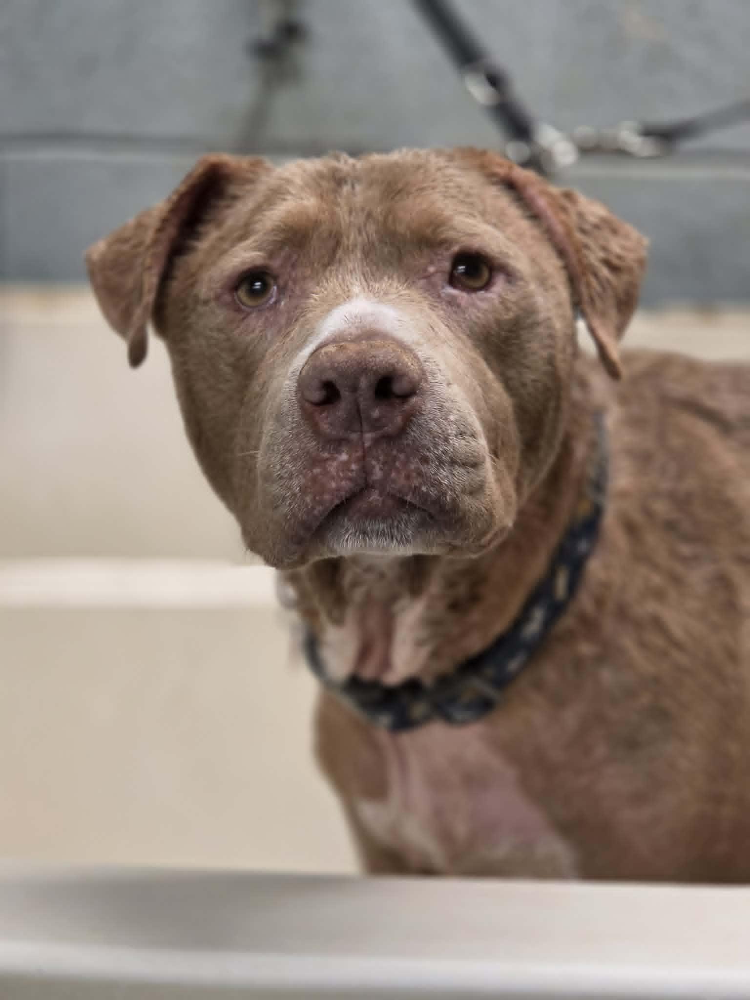 Norman, a ADOPTABLE Pit Bull Terrier in Grants Pass, OR image 2/5