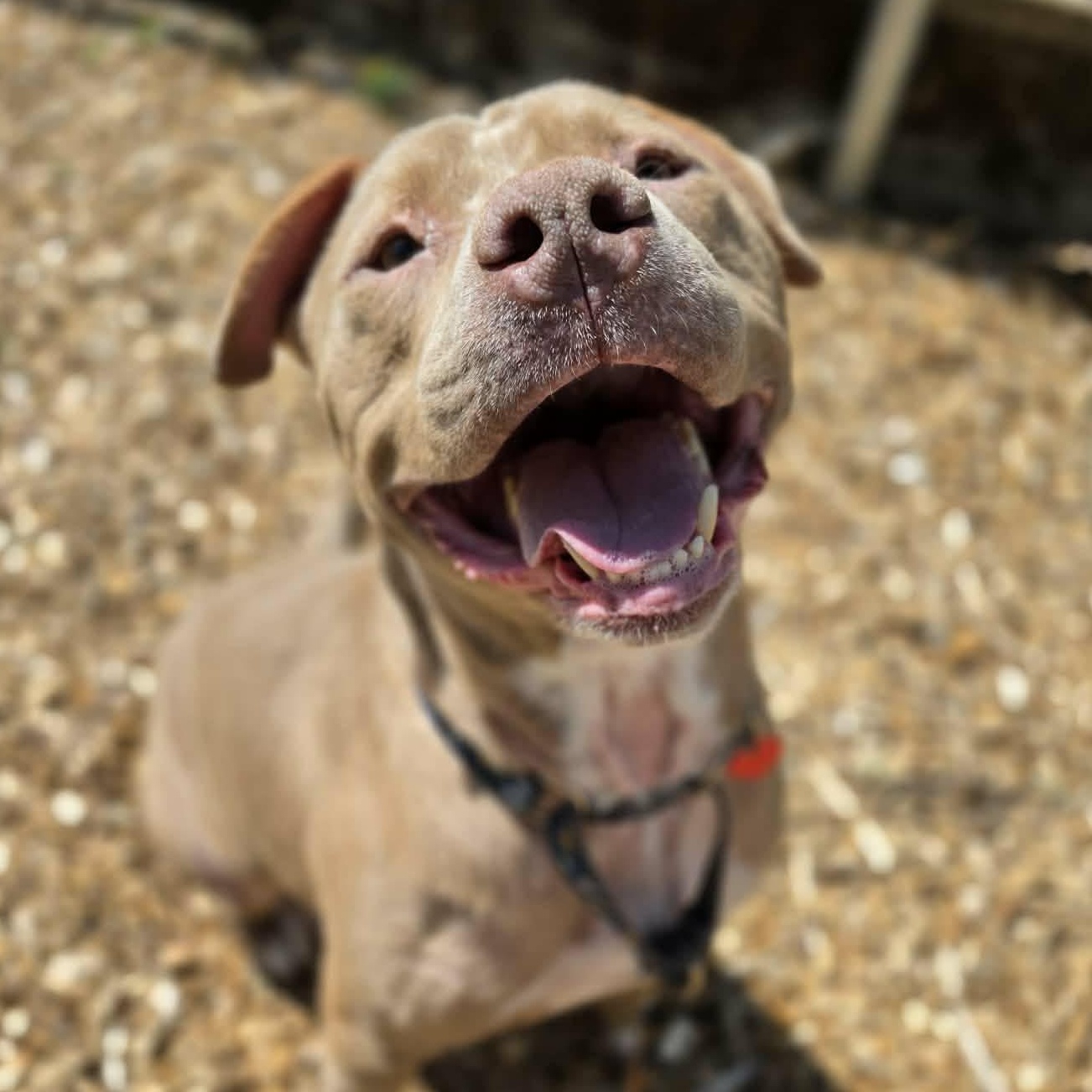 Norman, a ADOPTABLE Pit Bull Terrier in Grants Pass, OR image 5/5