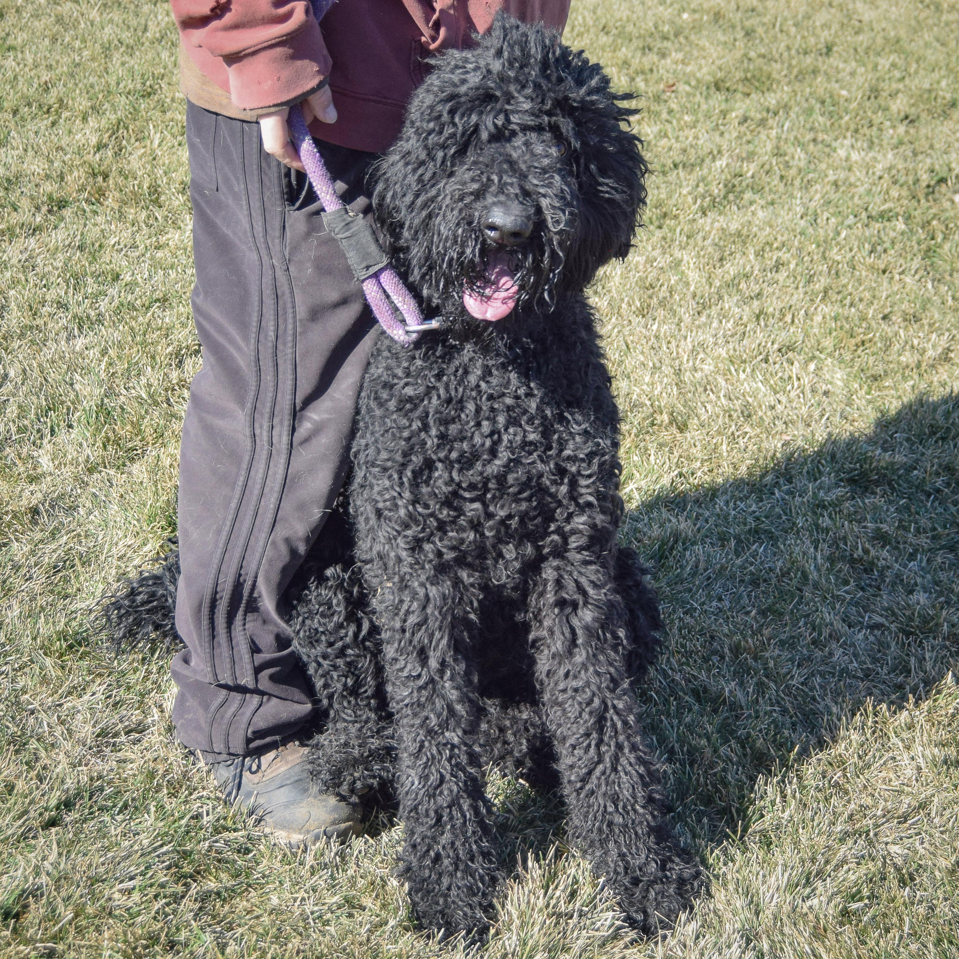 Bingo, an adopted mixed breed in Huntley, IL image 5/5