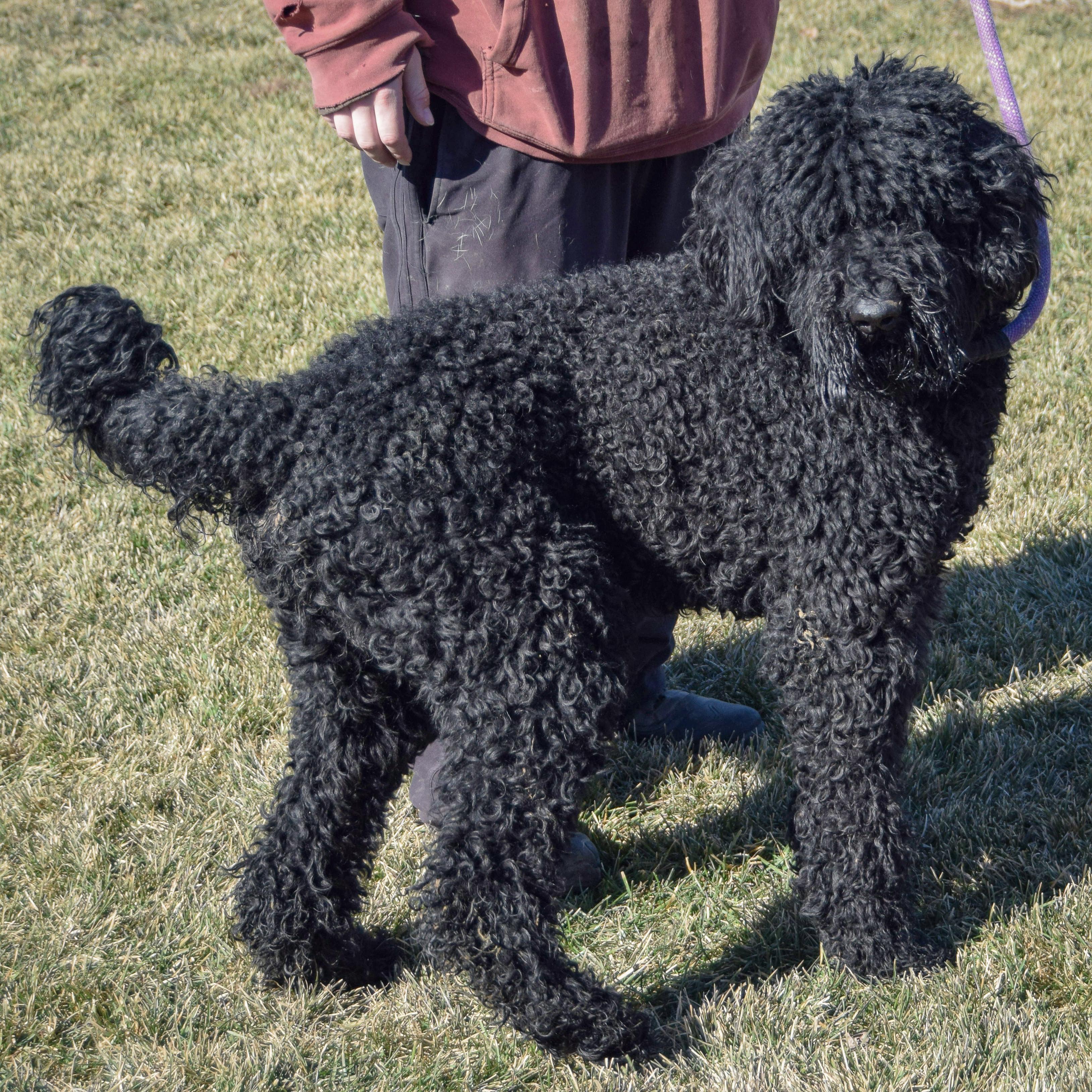 Bingo, an adopted mixed breed in Huntley, IL image 2/5