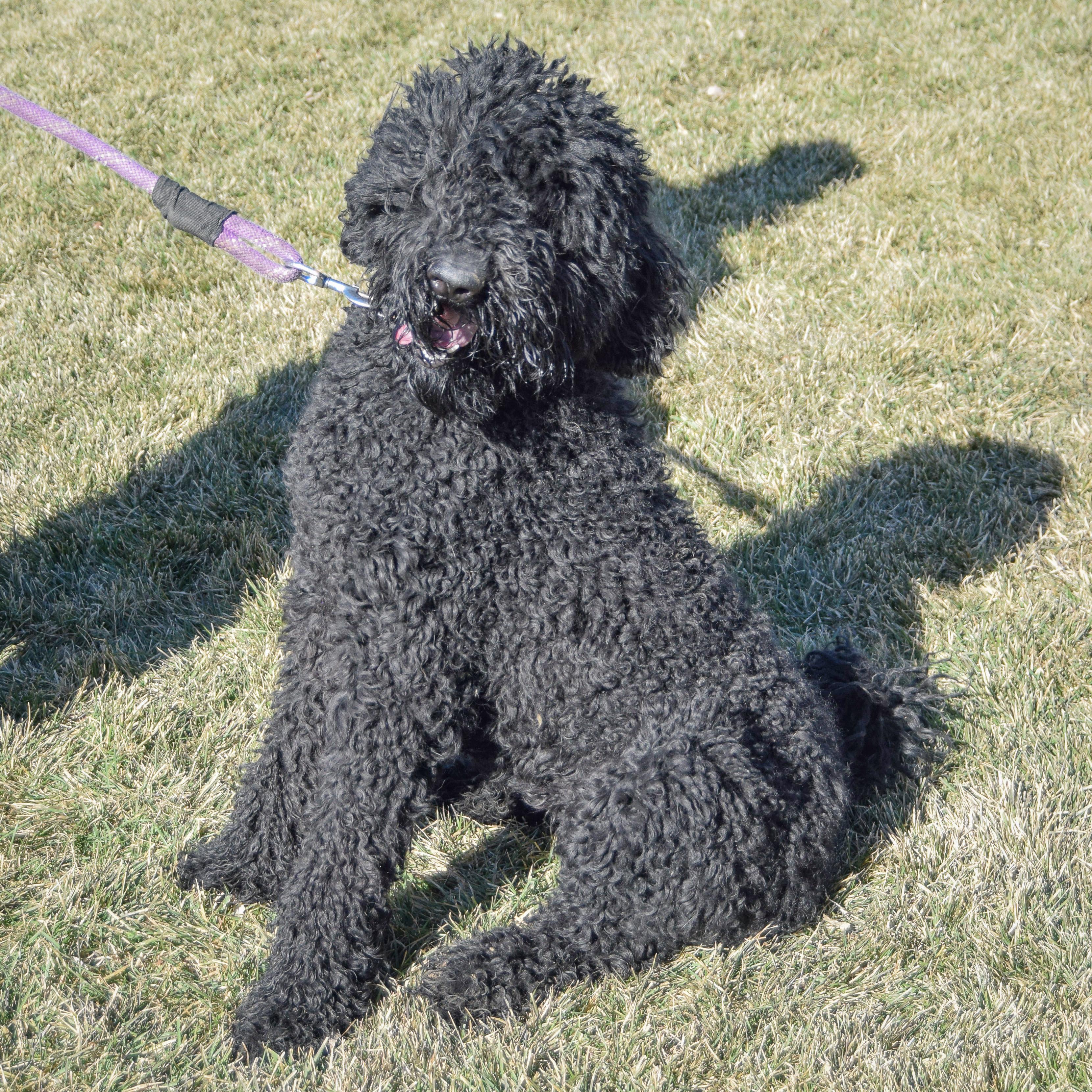 Bingo, an adopted mixed breed in Huntley, IL image 3/5