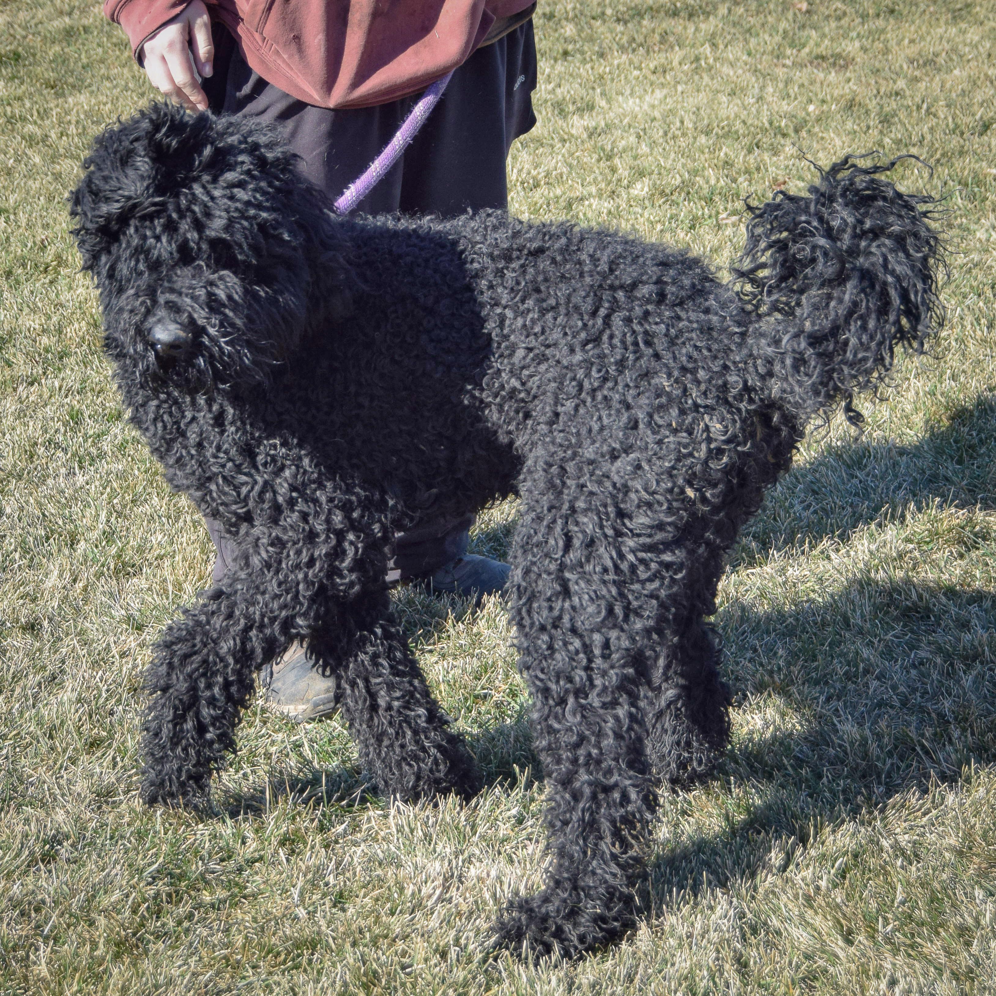 Bingo, an adopted mixed breed in Huntley, IL image 4/5