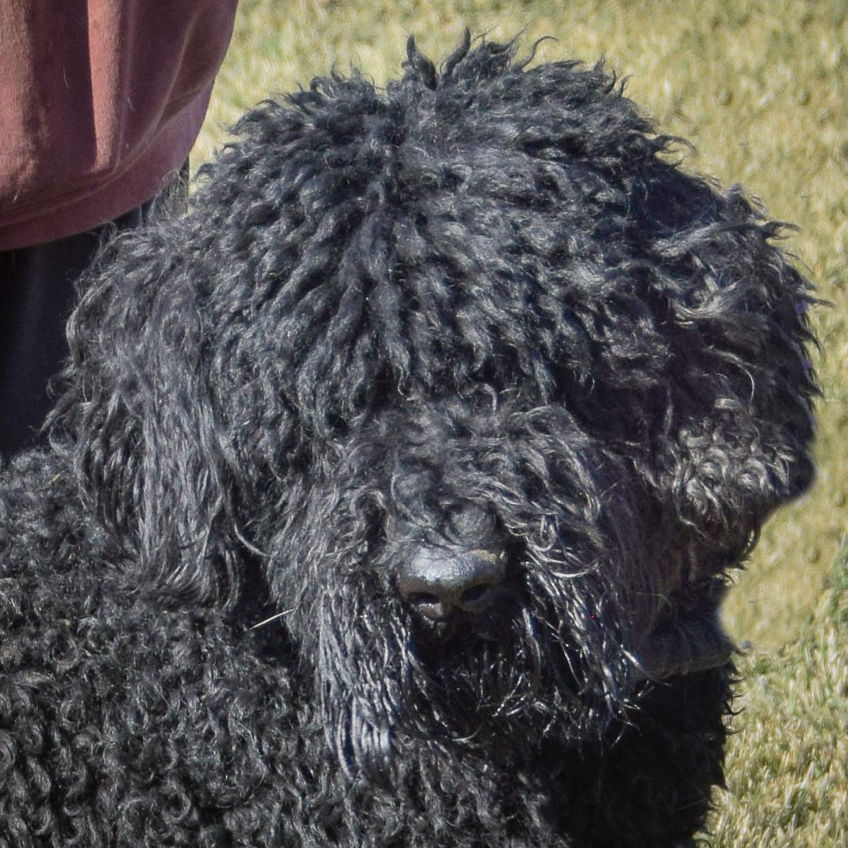 Bingo, an adopted mixed breed in Huntley, IL image 1/5