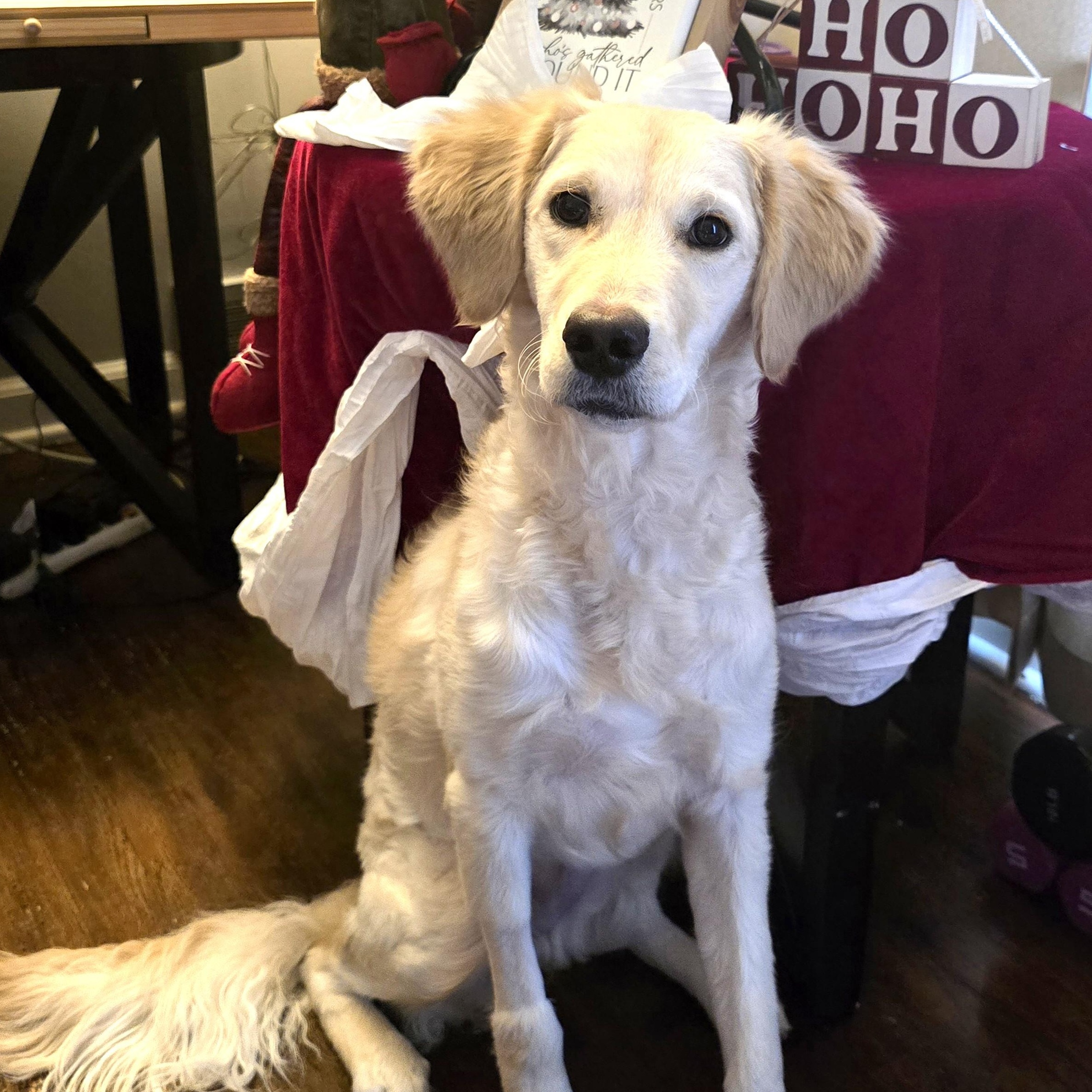 Enlarge Tinsley, an adoptable mixed breed in Palatine, IL image 2/5