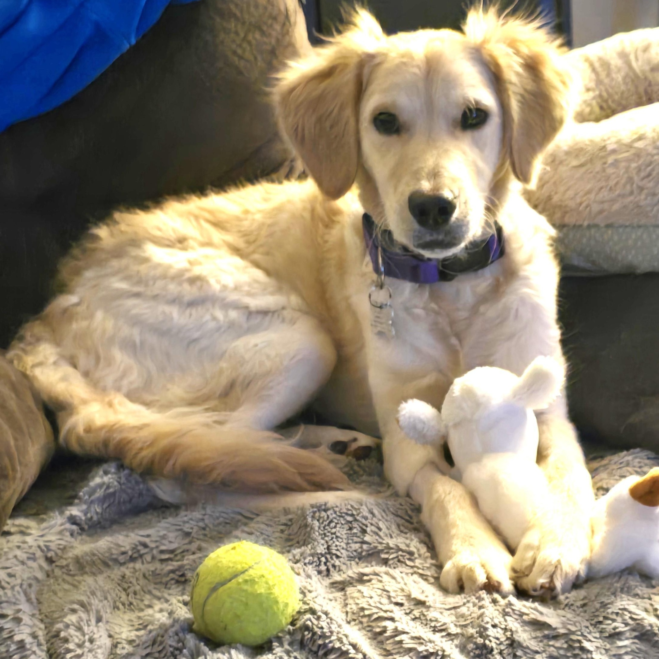 Enlarge Tinsley, an adoptable mixed breed in Palatine, IL image 5/5