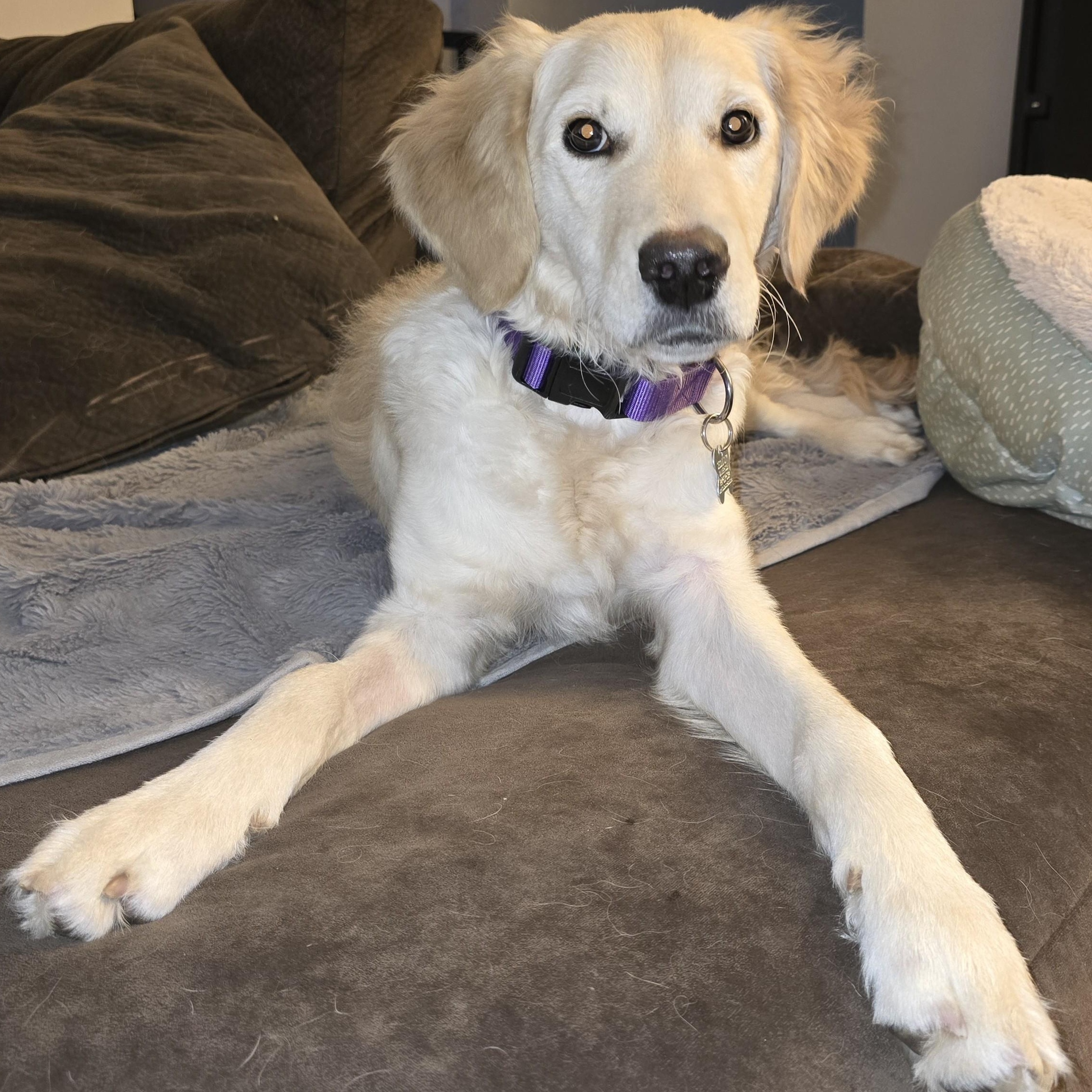 Enlarge Tinsley, an adoptable mixed breed in Palatine, IL image 4/5