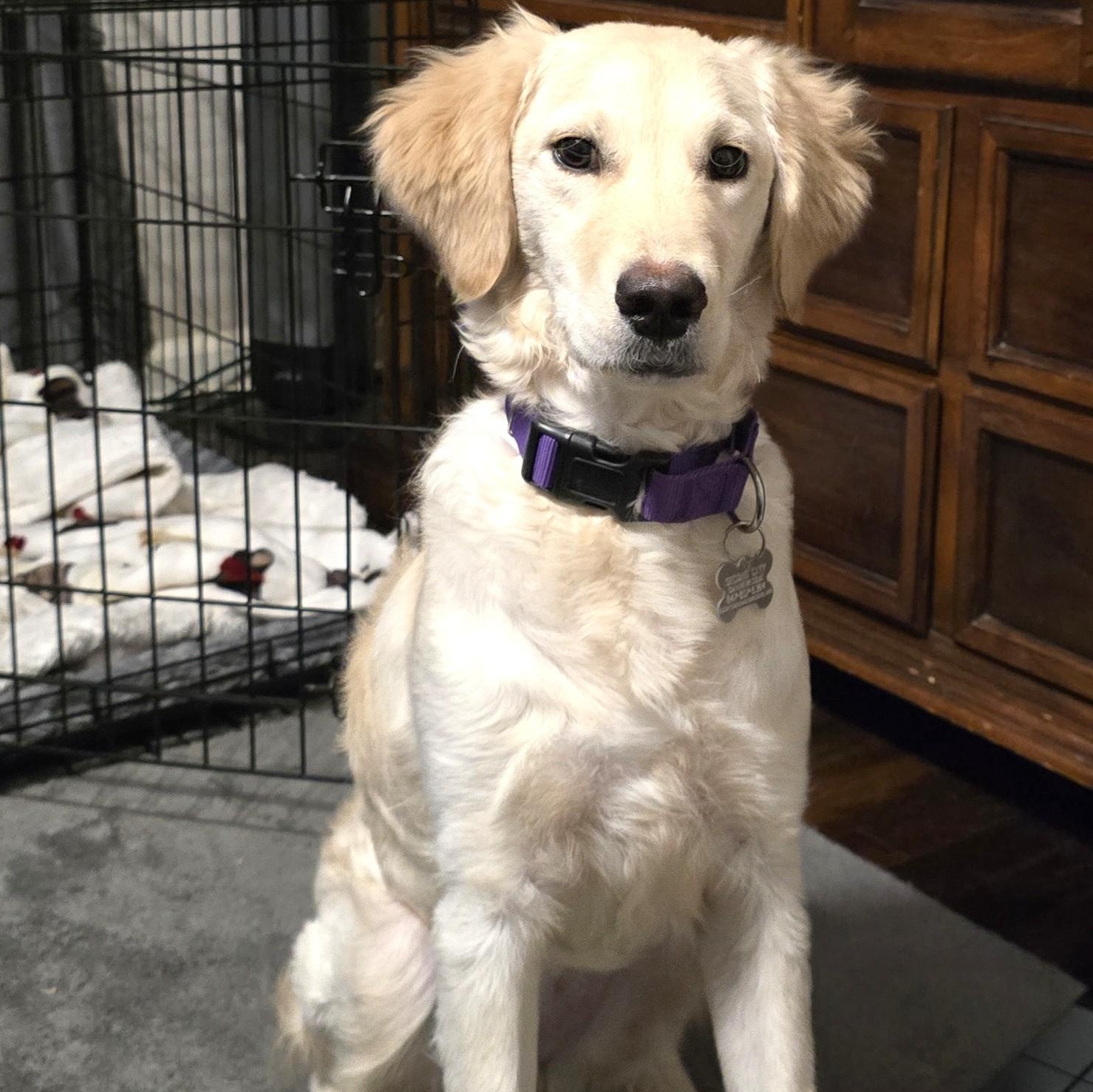 Enlarge Tinsley, an adoptable mixed breed in Palatine, IL image 3/5