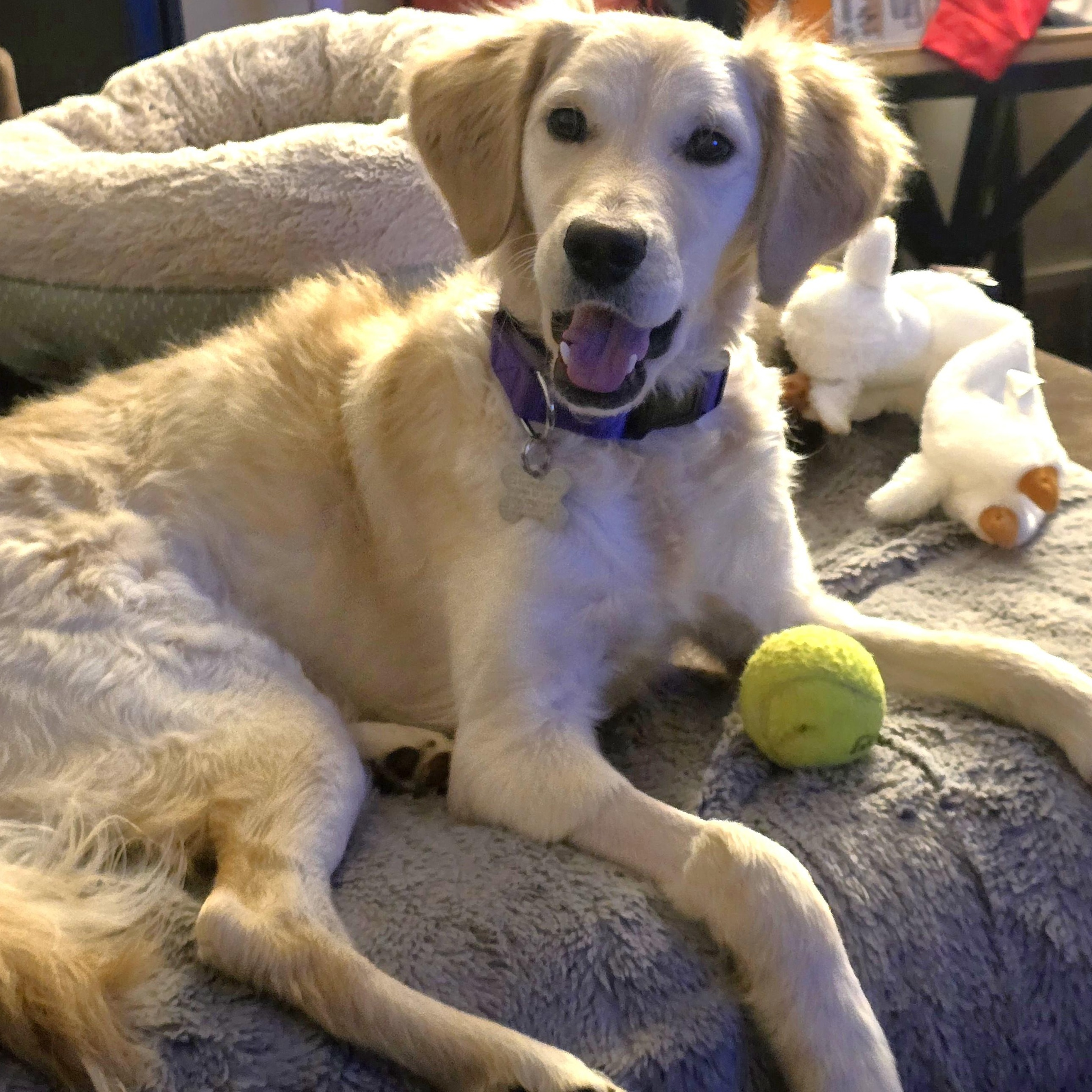 Tinsley, adoptable, Puppy Female Retriever & Mixed Breed.