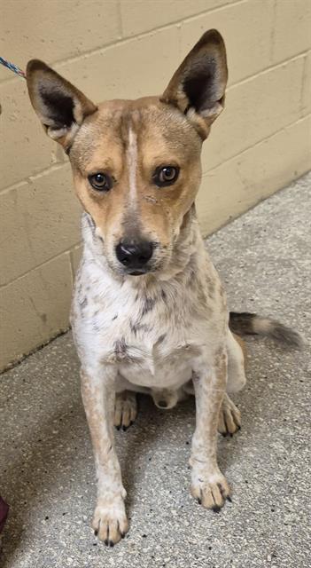 DINGO, Adoptable, Young Male Australian Cattle Dog / Blue Heeler & Mixed Breed.