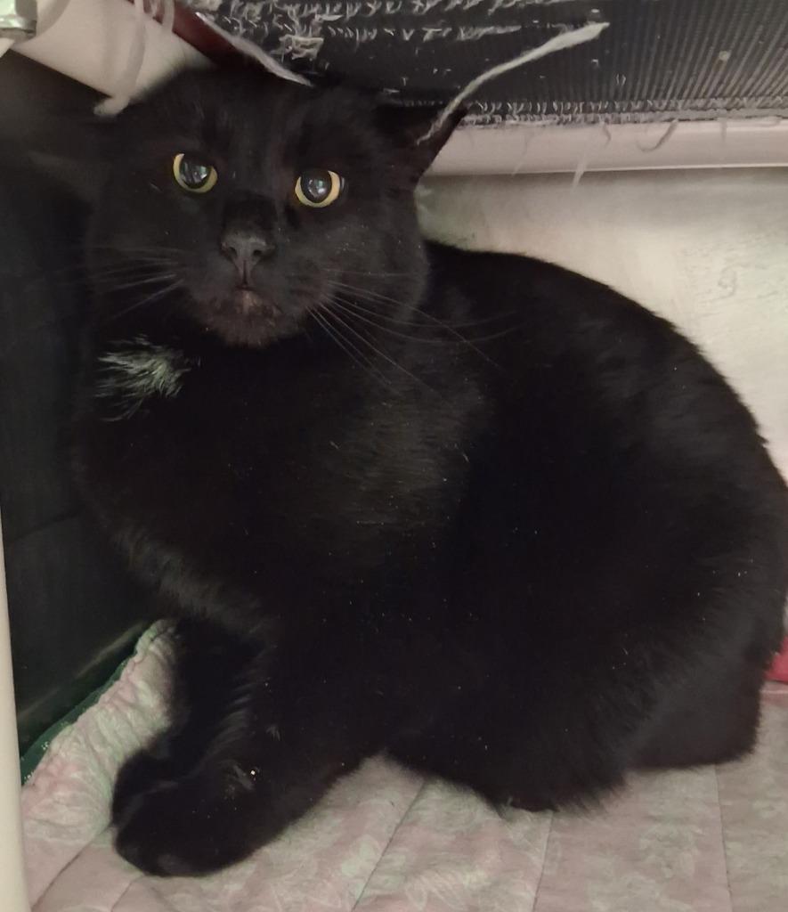 Rook, Adoptable, Adult Male Domestic Short Hair.