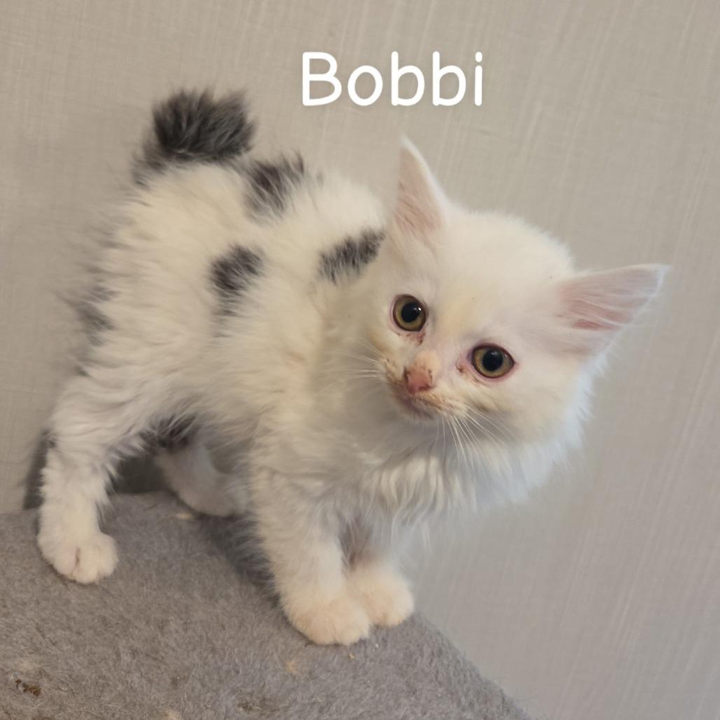 Enlarge Bobbi, a Adoptable mixed breed in Melbourne, KY image 1/4