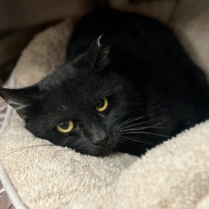 Lenny, Adoptable, Adult Male Domestic Medium Hair & Domestic Short Hair.