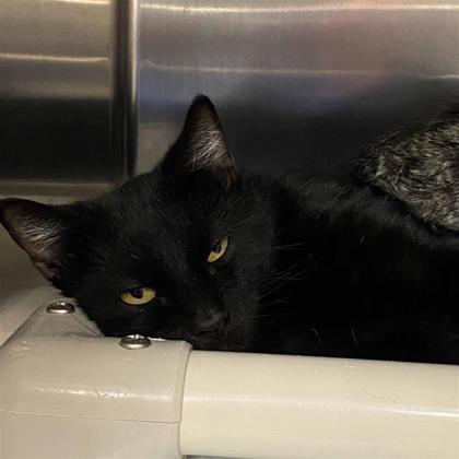 Enlarge Lenny, a Adoptable mixed breed in Dallas, TX image 2/5