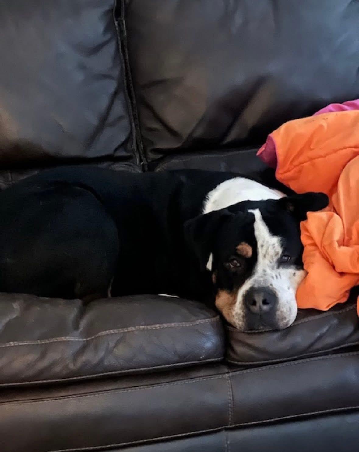 Enlarge Dan (DCAS) FOSTER/FOREVER HOME NEEDED, a ADOPTABLE mixed breed in Clinton, IL image 4/6