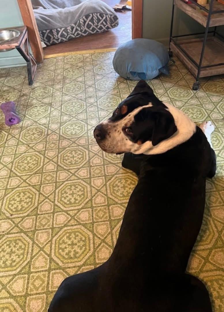 Enlarge Dan (DCAS) FOSTER/FOREVER HOME NEEDED, a ADOPTABLE mixed breed in Clinton, IL image 1/6