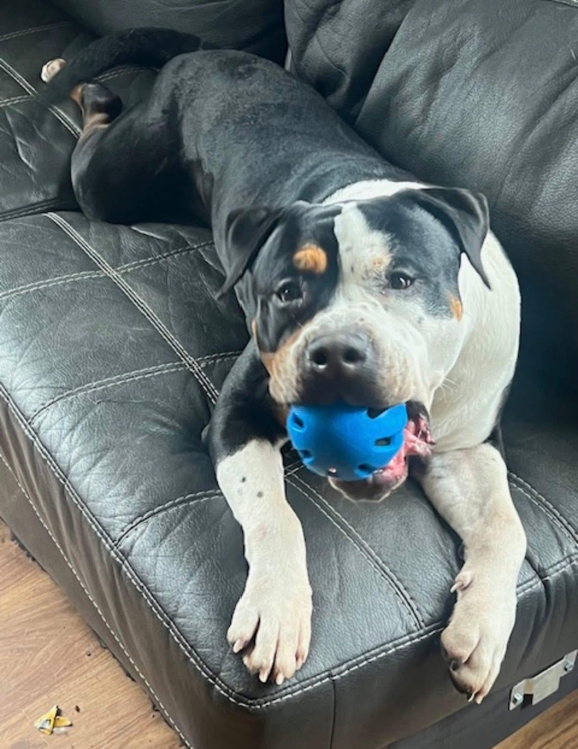 Enlarge Dan (DCAS) FOSTER/FOREVER HOME NEEDED, a ADOPTABLE mixed breed in Clinton, IL image 3/6