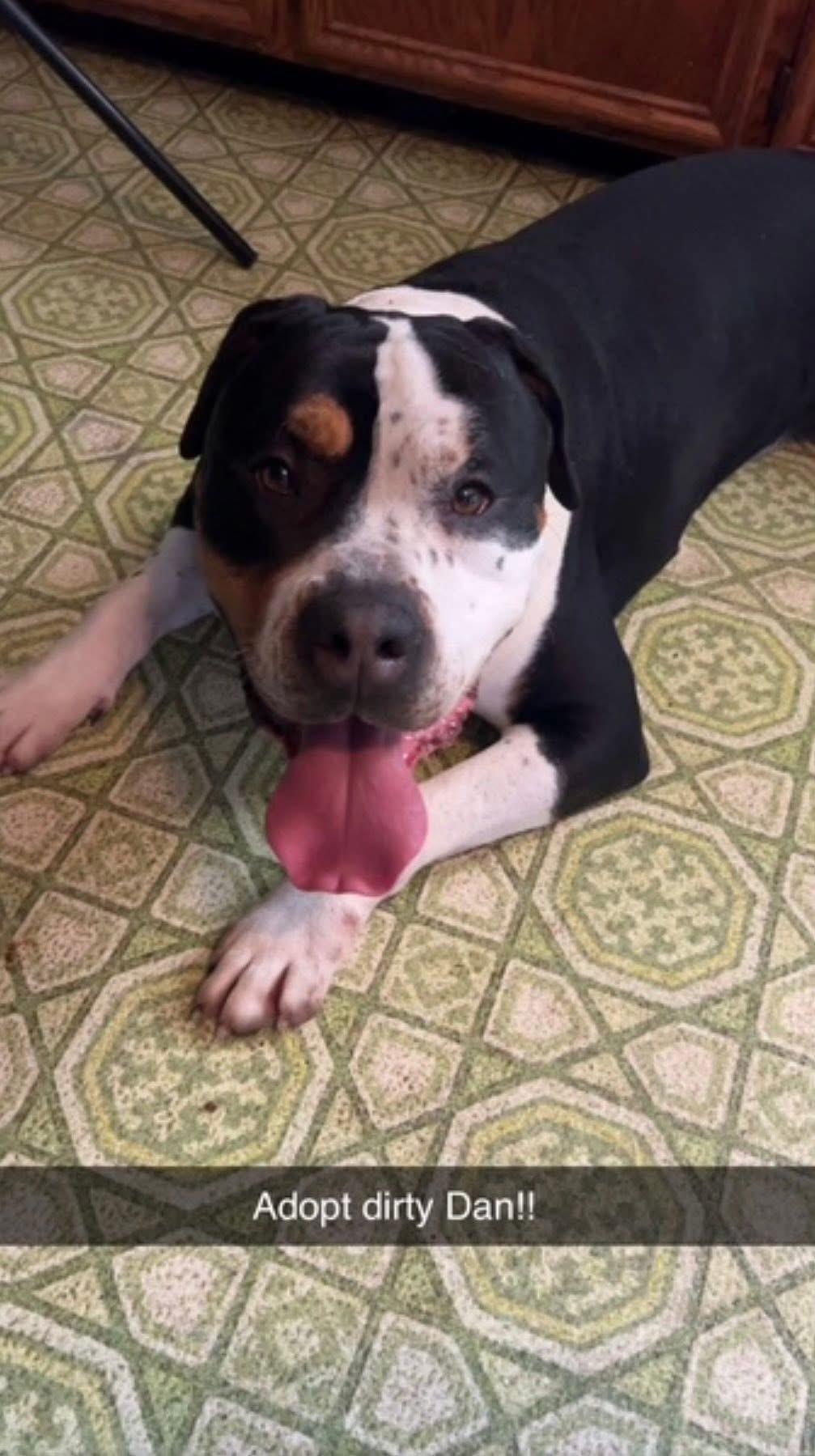 Enlarge Dan (DCAS) FOSTER/FOREVER HOME NEEDED, a ADOPTABLE mixed breed in Clinton, IL image 5/6