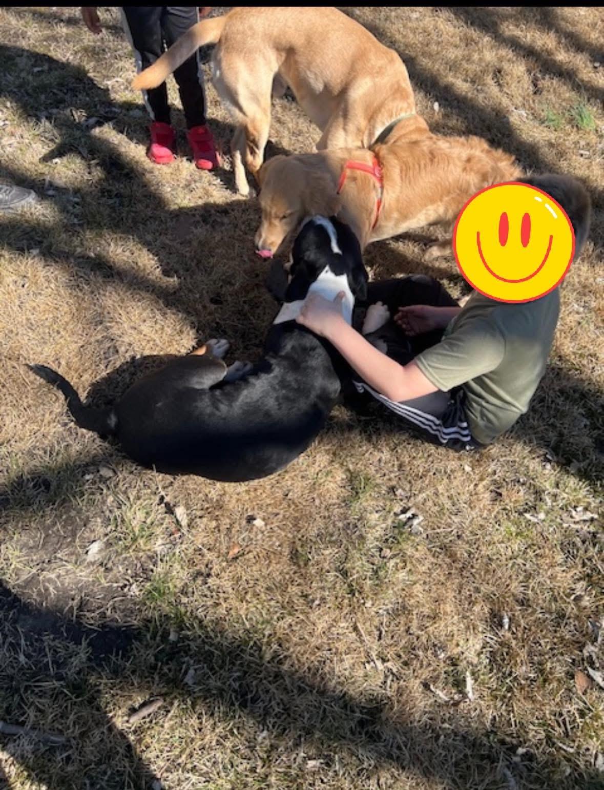 Enlarge Dan (DCAS) FOSTER/FOREVER HOME NEEDED, a ADOPTABLE mixed breed in Clinton, IL image 2/6