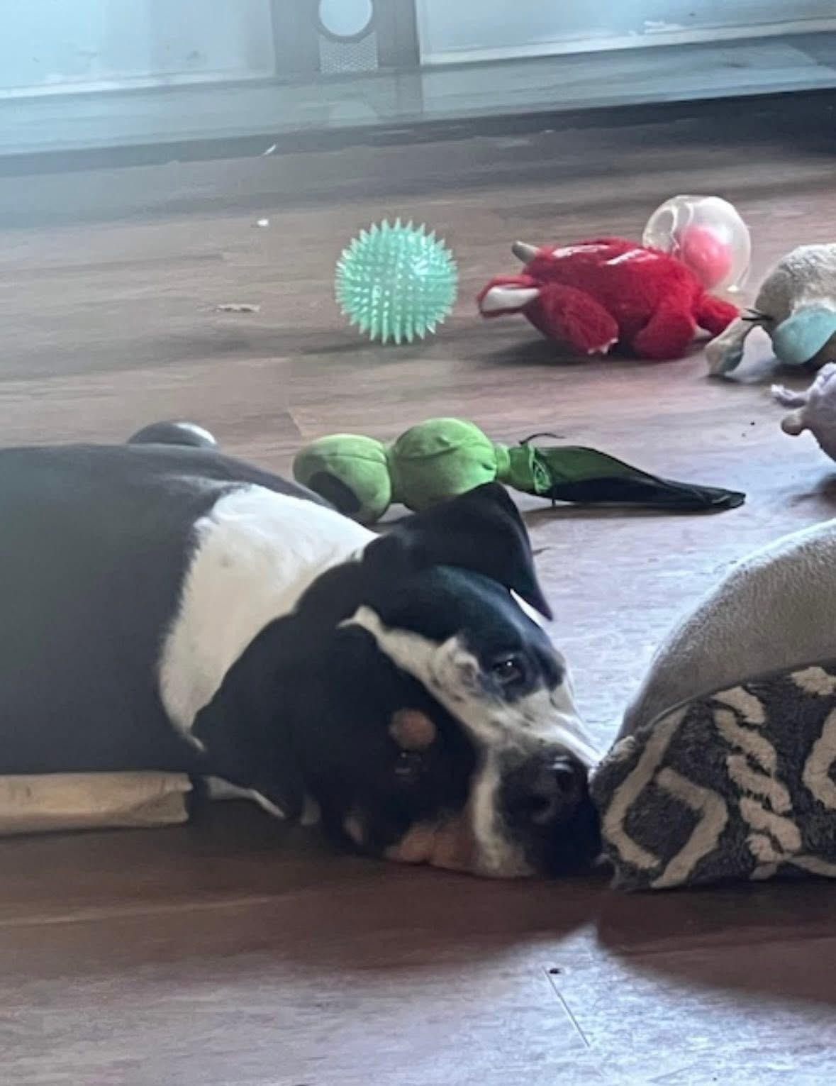 Enlarge Dan (DCAS) FOSTER/FOREVER HOME NEEDED, a ADOPTABLE mixed breed in Clinton, IL image 6/6