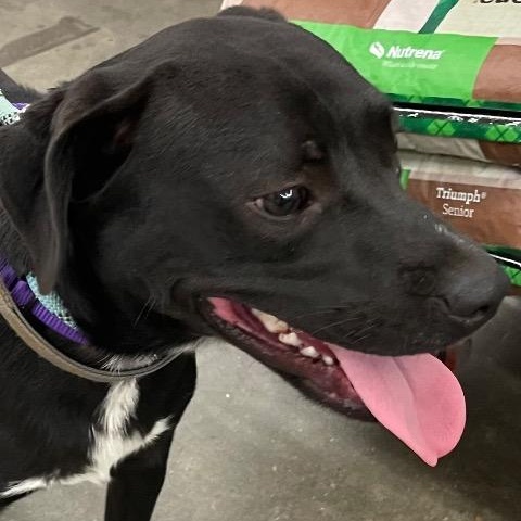 Jake, a ADOPTABLE mixed breed in Chelmsford, MA image 4/5