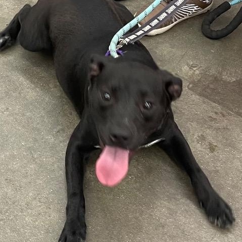 Jake, a ADOPTABLE mixed breed in Chelmsford, MA image 2/5