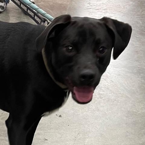 Jake, a ADOPTABLE mixed breed in Chelmsford, MA image 3/5