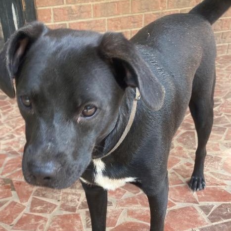 Jake, a ADOPTABLE mixed breed in Chelmsford, MA image 1/5