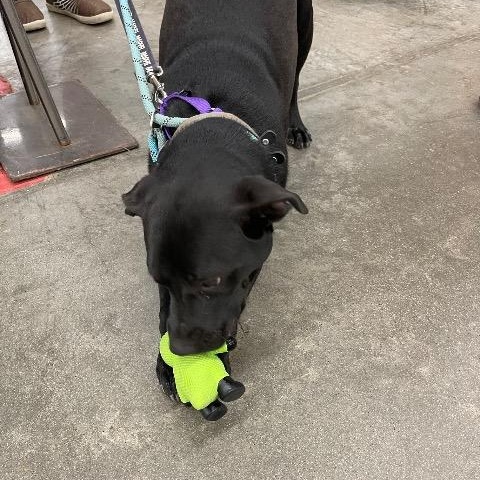 Jake, a ADOPTABLE mixed breed in Chelmsford, MA image 5/5