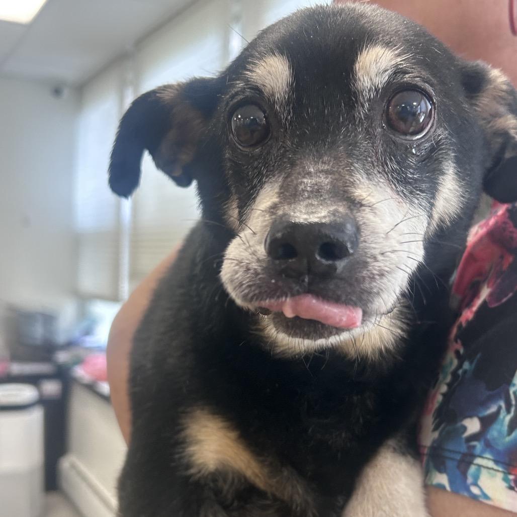 Enlarge Monty, a Adoptable Chihuahua in West Chester, PA image 1/1