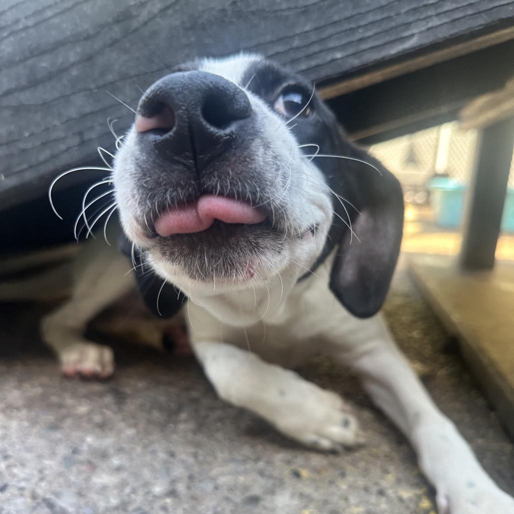 Malcolm, Adoptable, Young Male Mixed Breed.