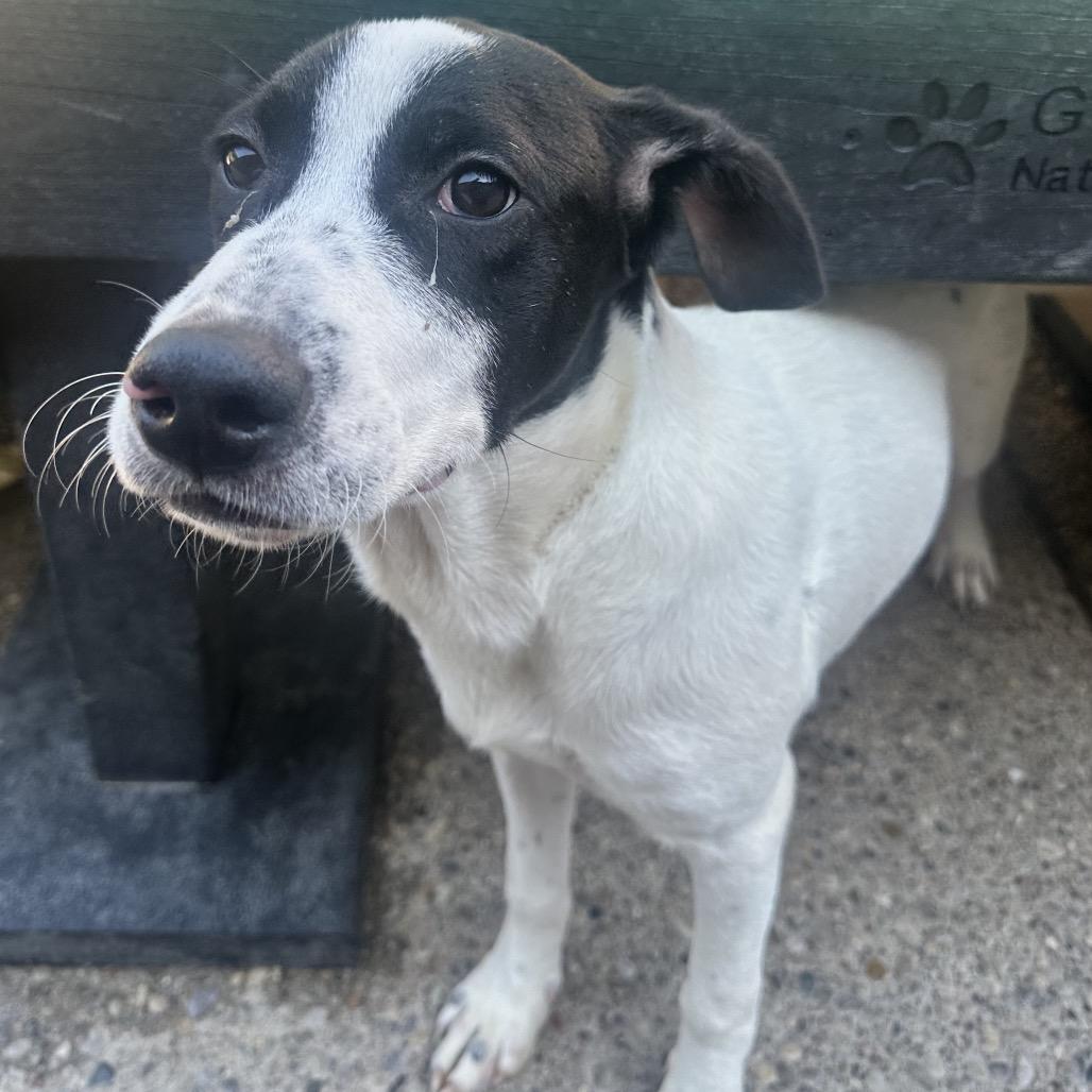 Enlarge Malcolm, a Adoptable Mixed Breed in Charleston, WV image 2/6