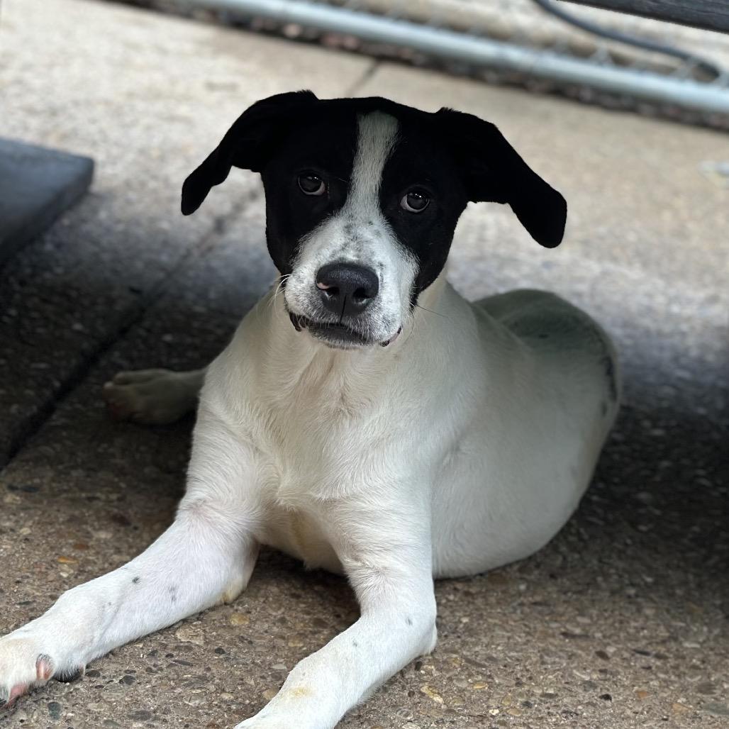 Enlarge Malcolm, a Adoptable Mixed Breed in Charleston, WV image 3/6