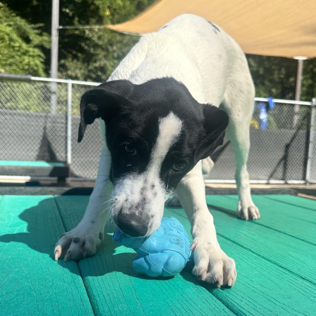 Enlarge Malcolm, a Adoptable Mixed Breed in Charleston, WV image 4/6