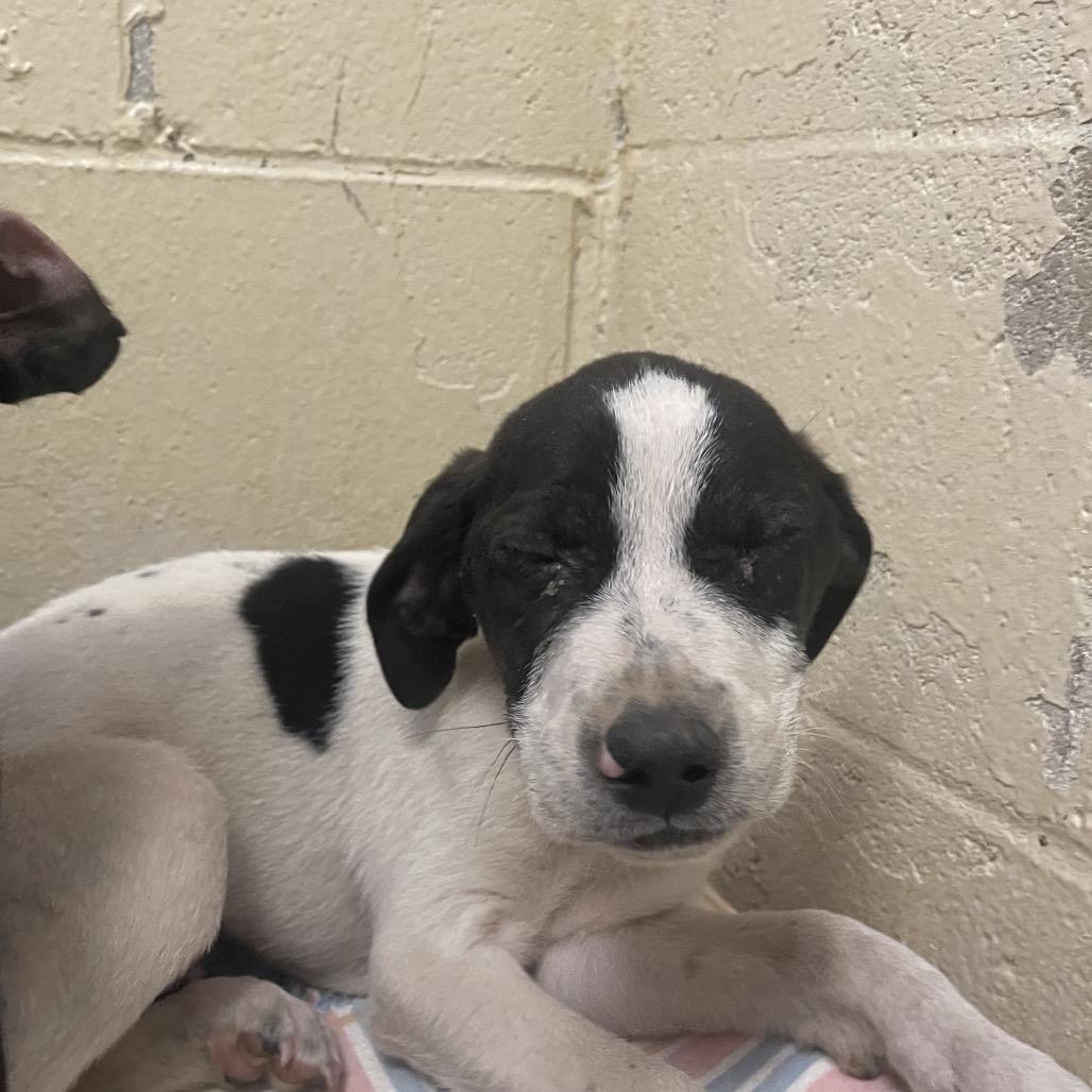 Enlarge Malcolm, a Adoptable Mixed Breed in Charleston, WV image 5/6