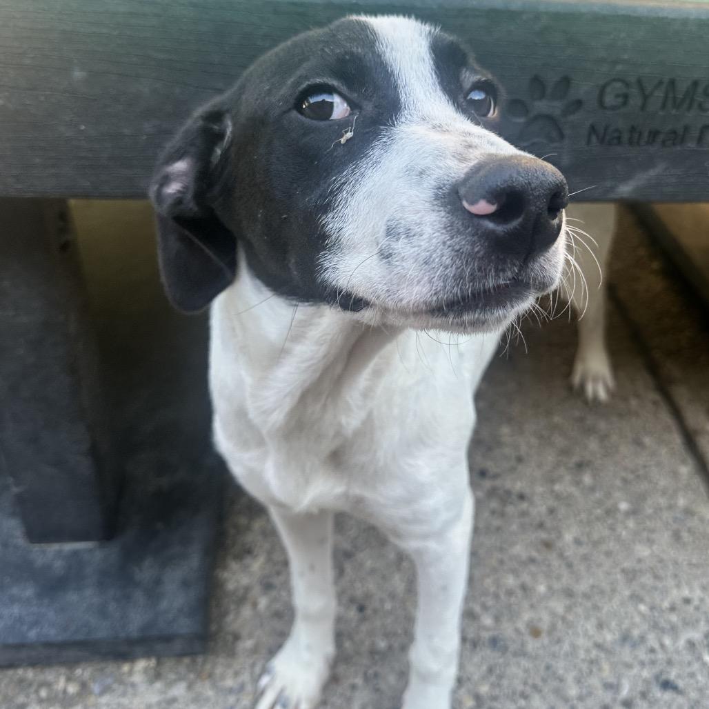 Enlarge Malcolm, a Adoptable Mixed Breed in Charleston, WV image 6/6