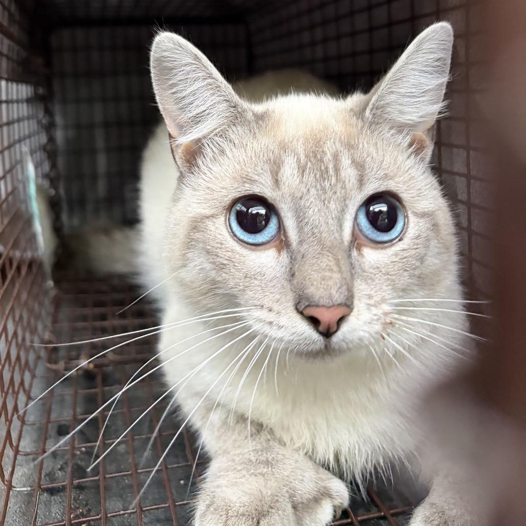 Enlarge Holmes, a Adoptable Siamese in Oxford, ME image 1/1