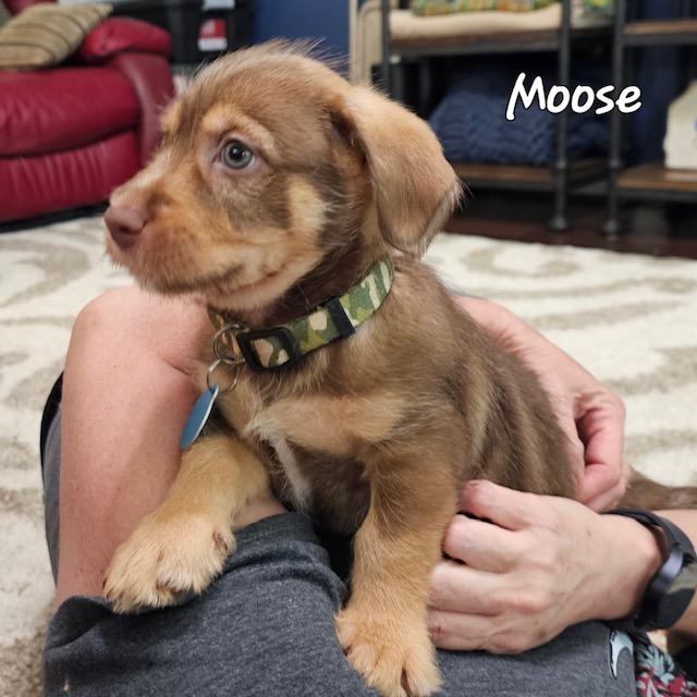 Moose, a Adopted mixed breed in Conroe, TX image 3/3