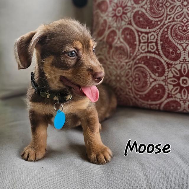 Moose, Adopted, Puppy Male Affenpinscher & Mixed Breed.