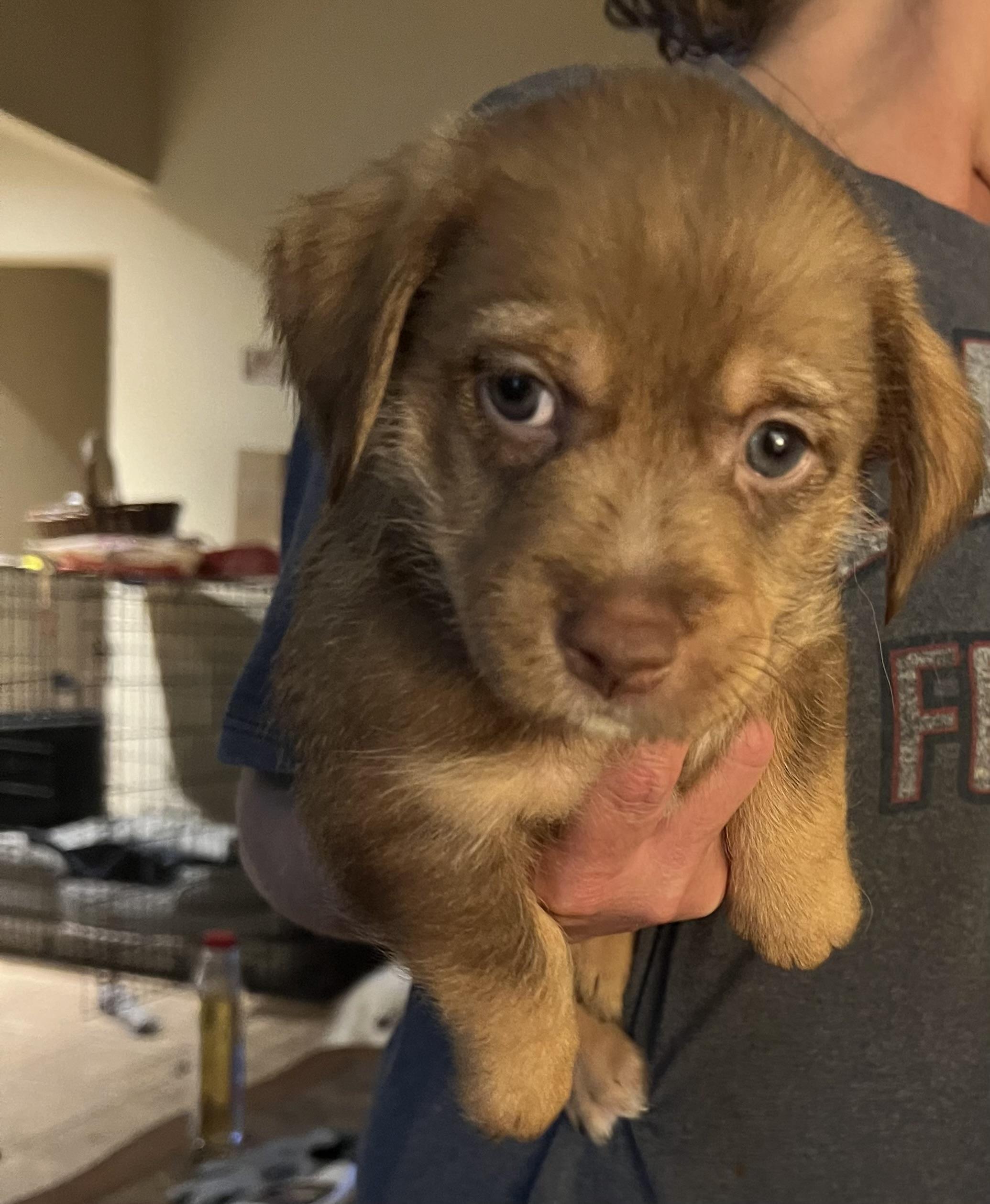 Moose, a Adopted mixed breed in Conroe, TX image 2/3