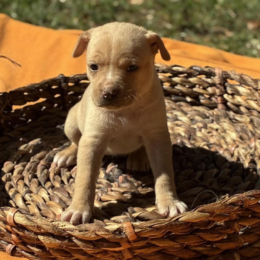 Cider, Adoptable, Puppy Female Retriever.