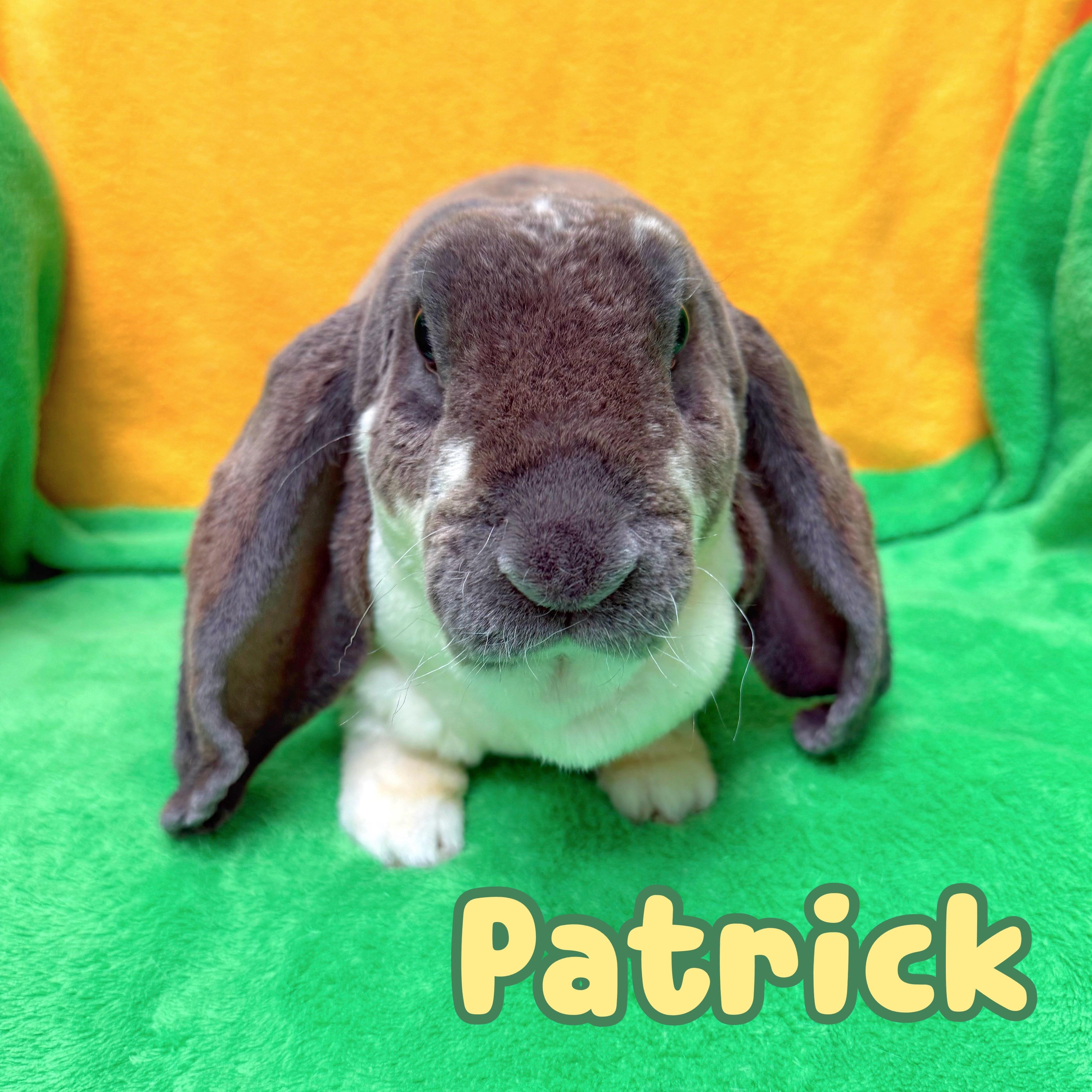 Patrick, an adopted mixed breed in Roseville, CA image 2/2
