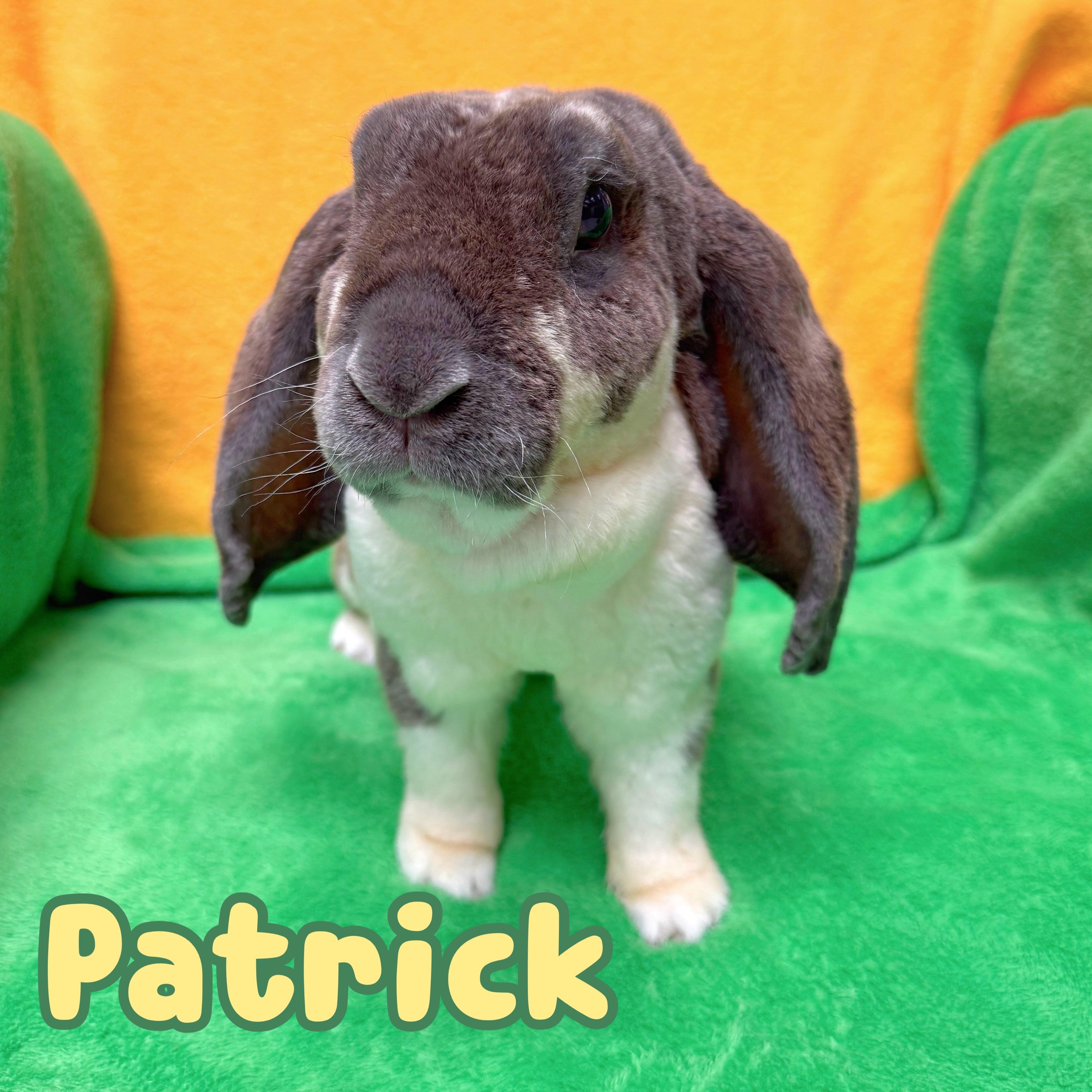 Patrick, an adopted mixed breed in Roseville, CA image 1/2