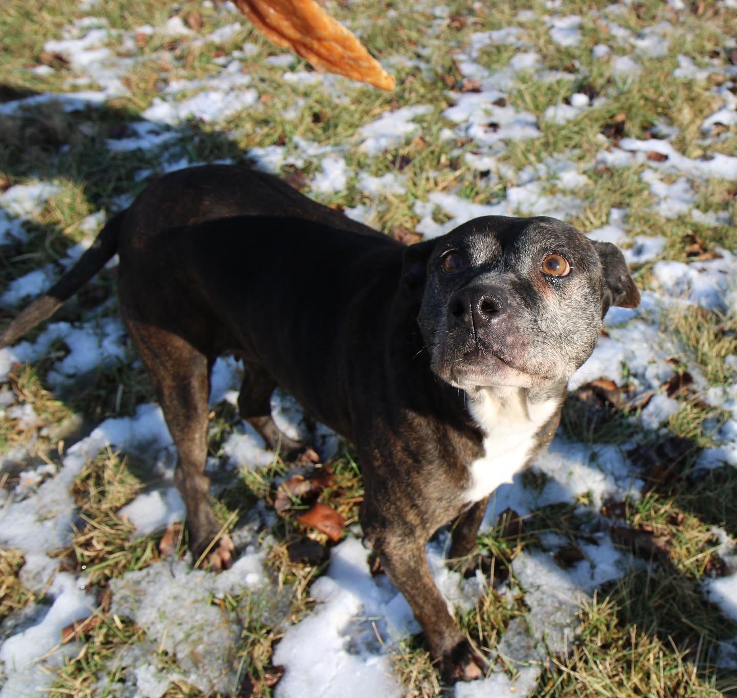 Garland - FOSTER or ADOPT, Adoptable, Adult Female Mixed Breed.