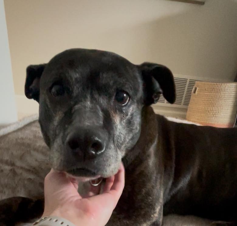 Garland, Adoptable, Adult Female Mixed Breed.